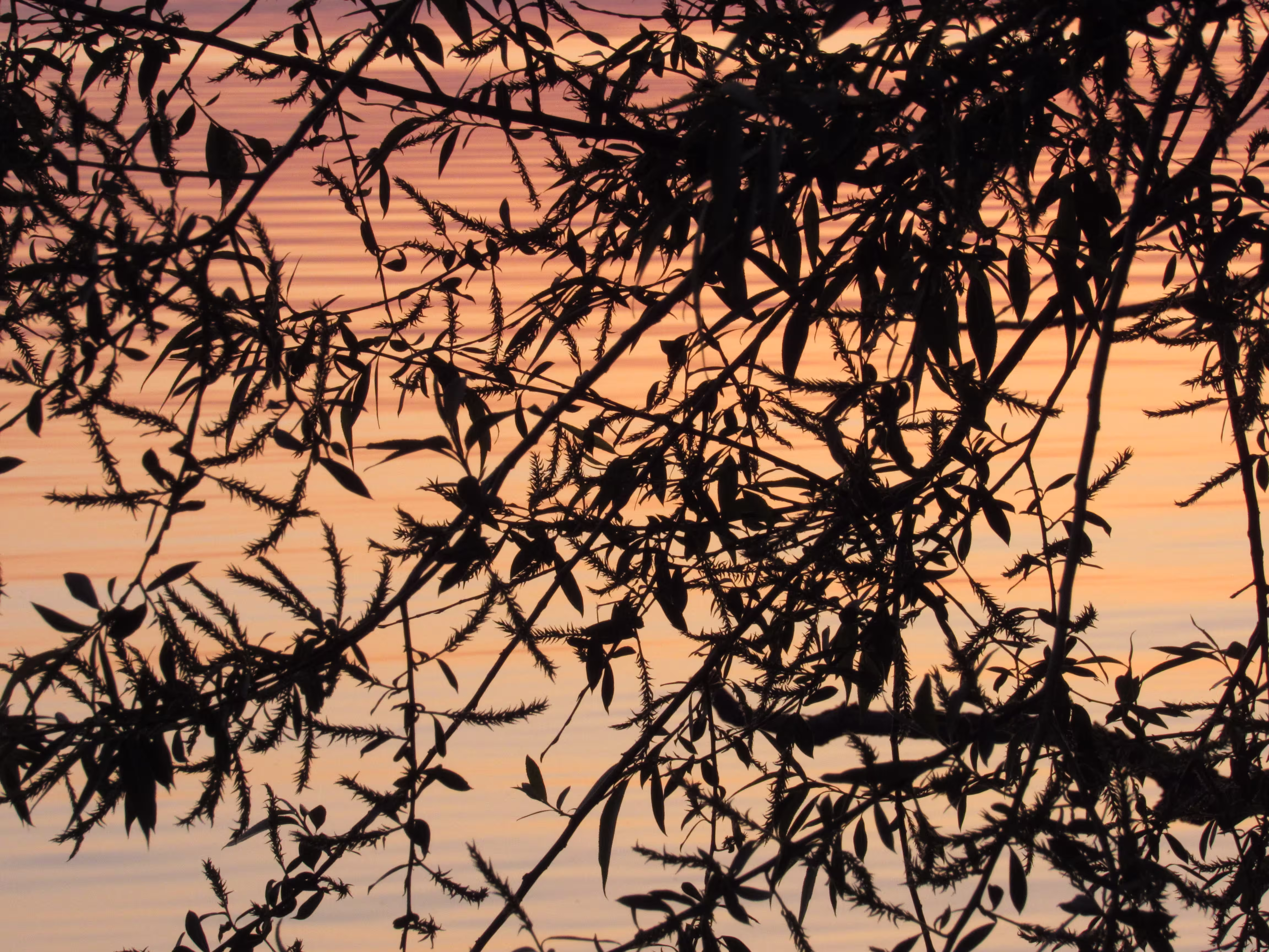 sunset leaves