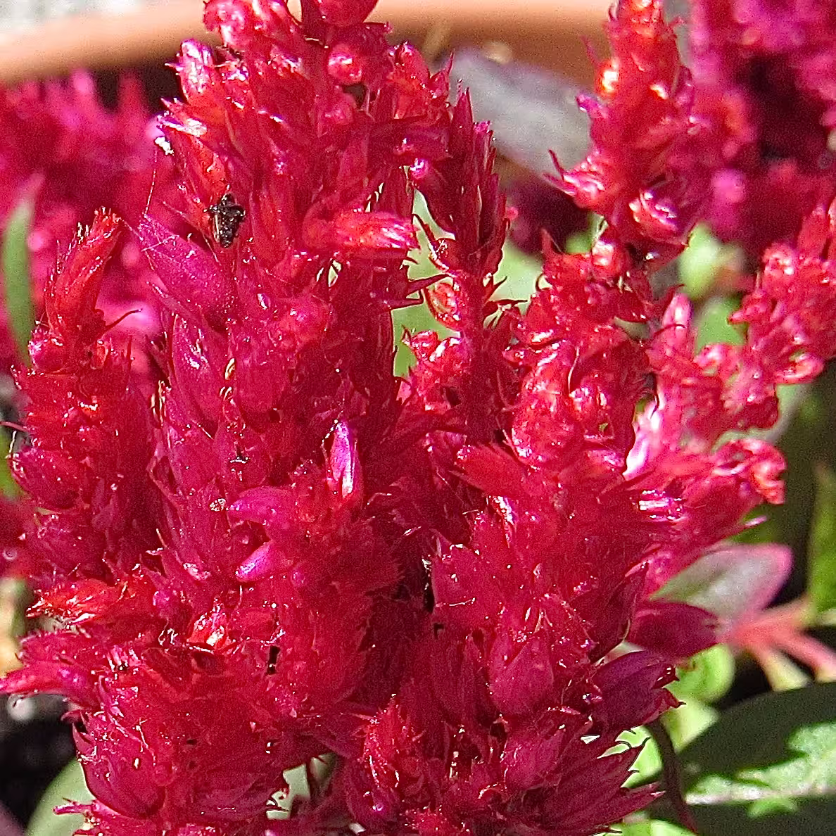 raspberry bush