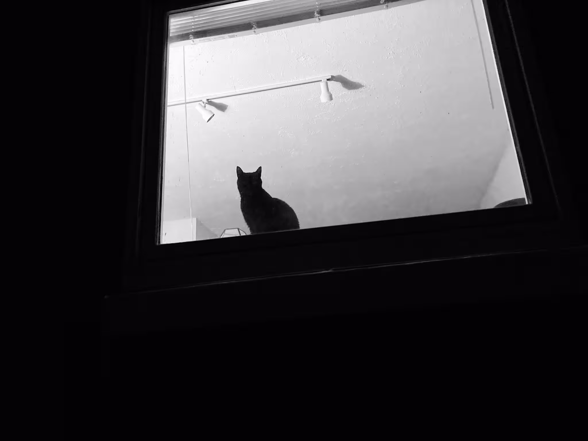 cat in window