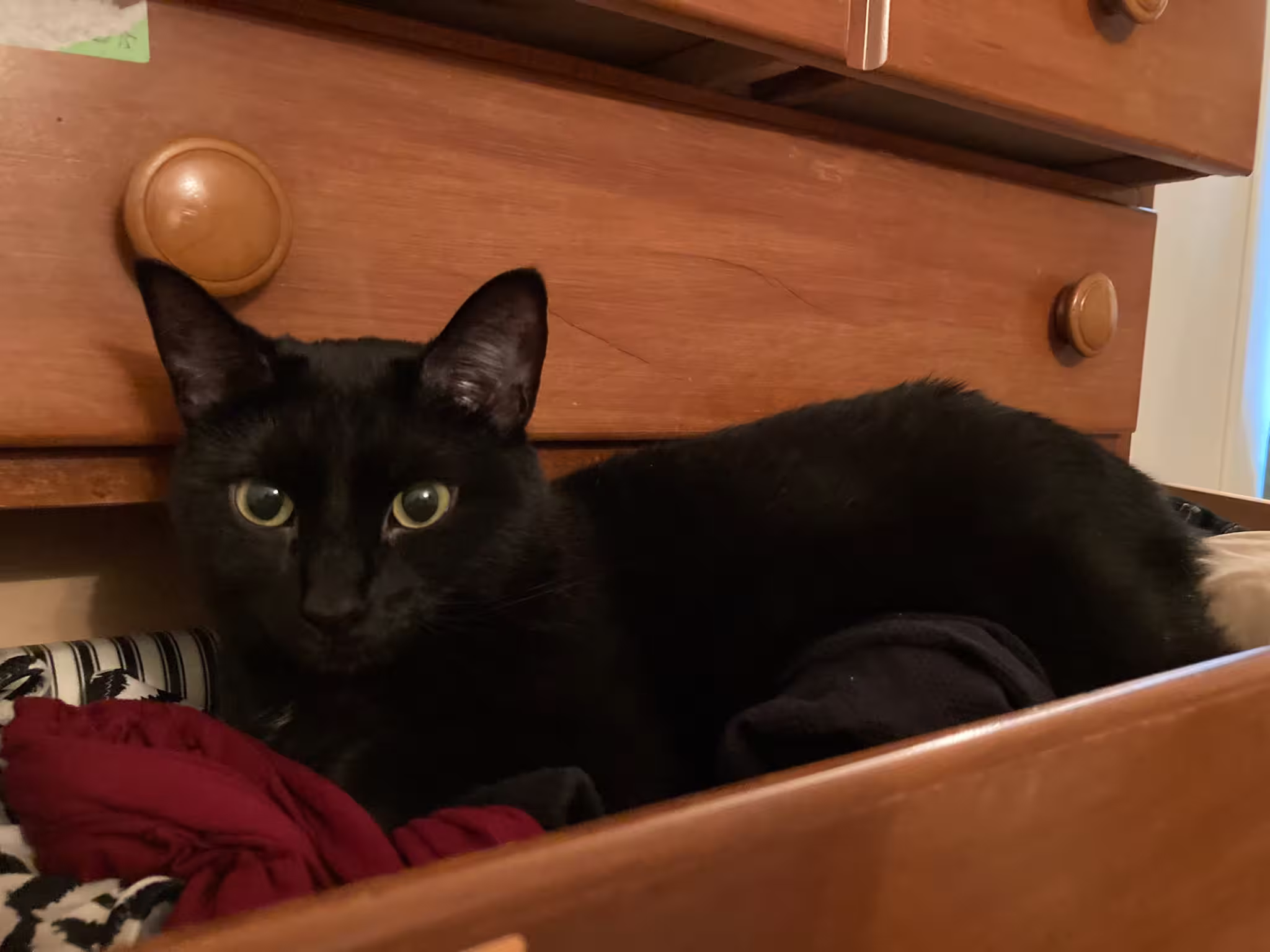 cat in drawer