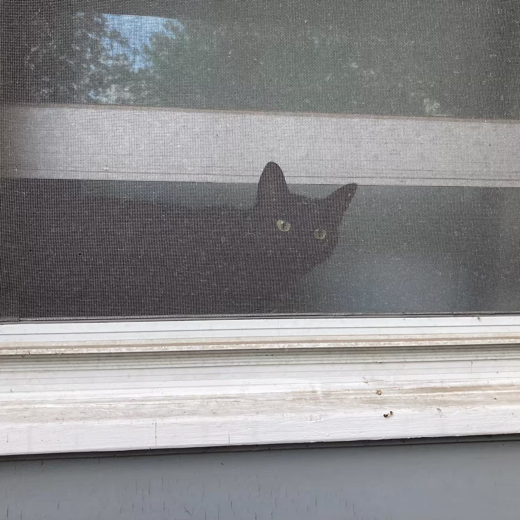 cat in window 2