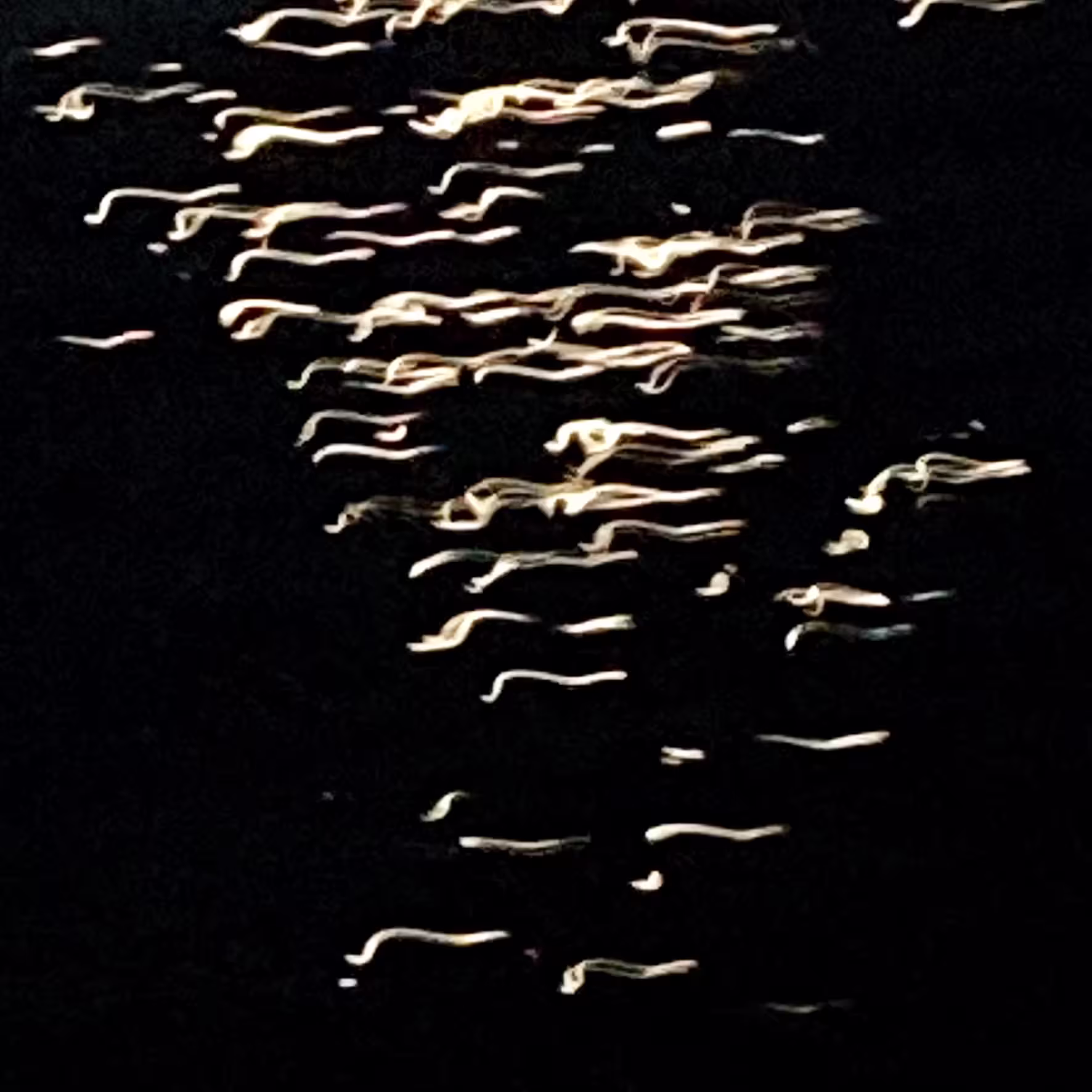 lights on lake