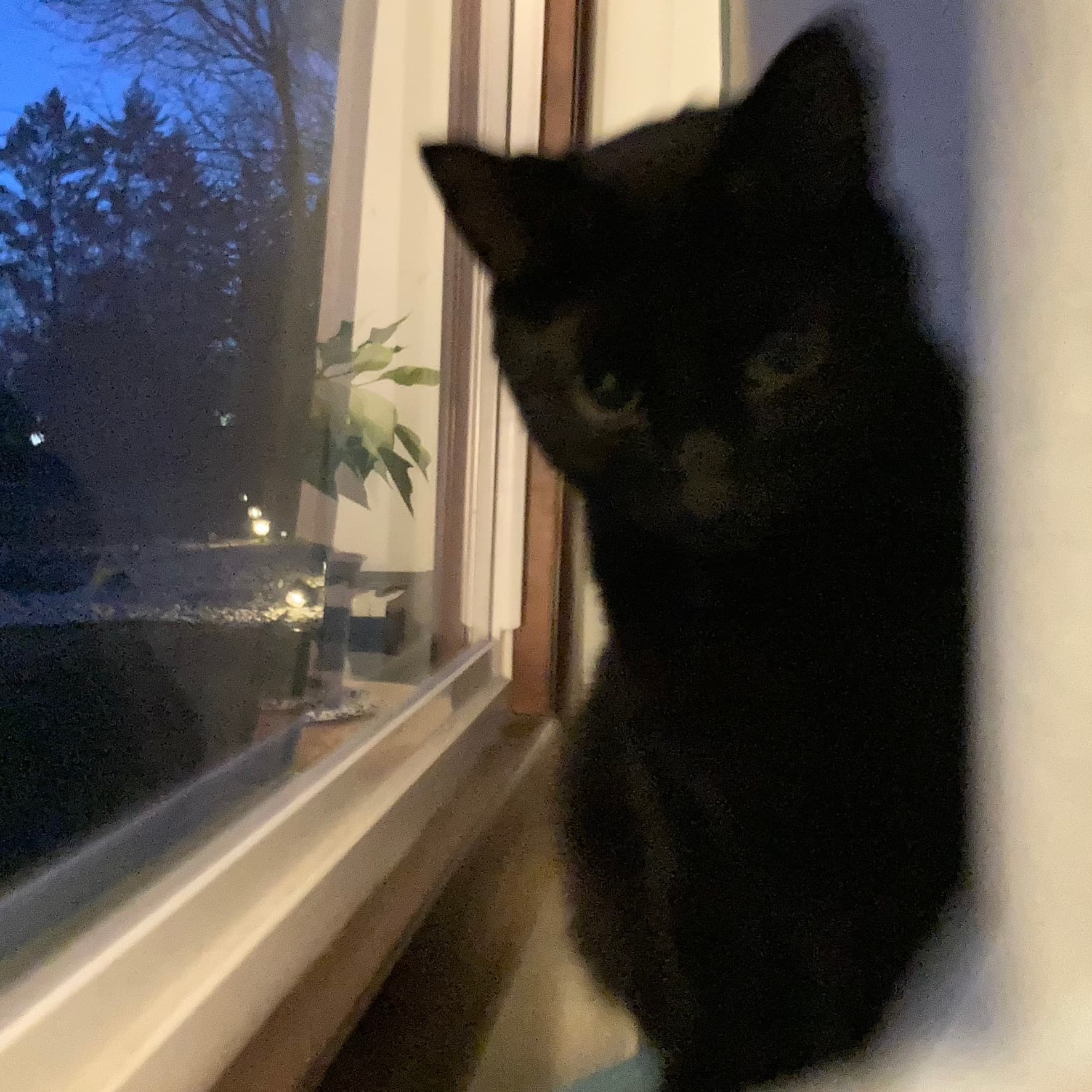 Virginia the incredible cat.